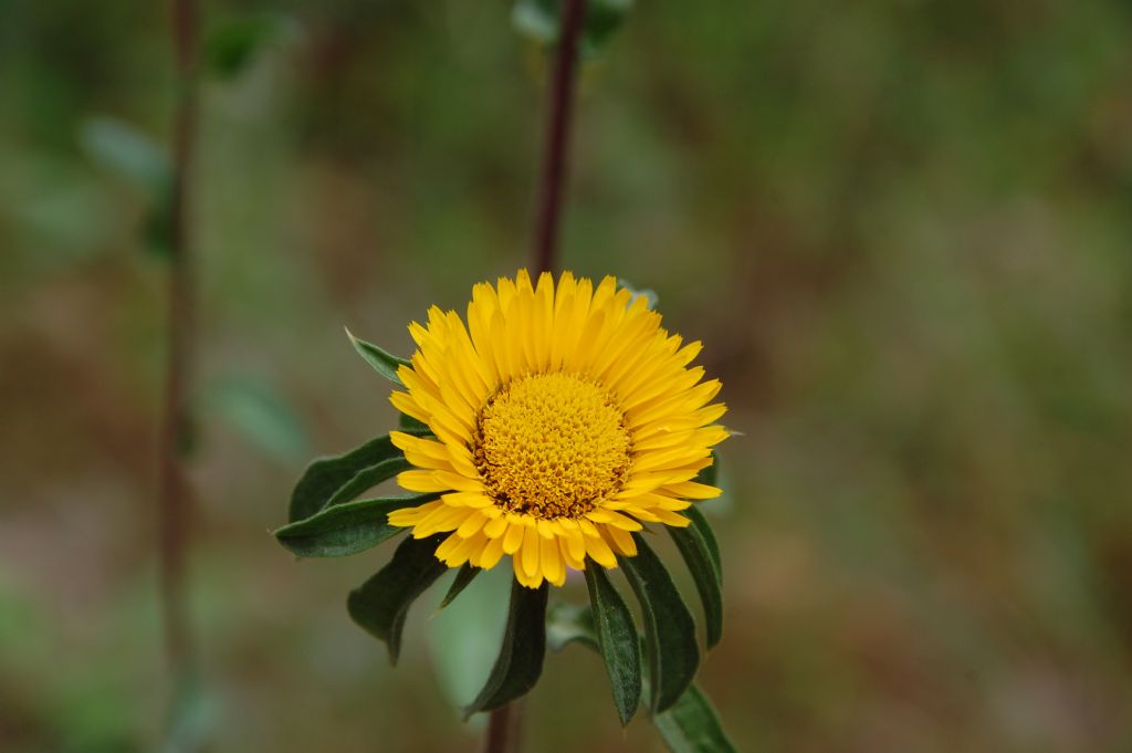 Pallenis spinosa / Asterisco spinoso